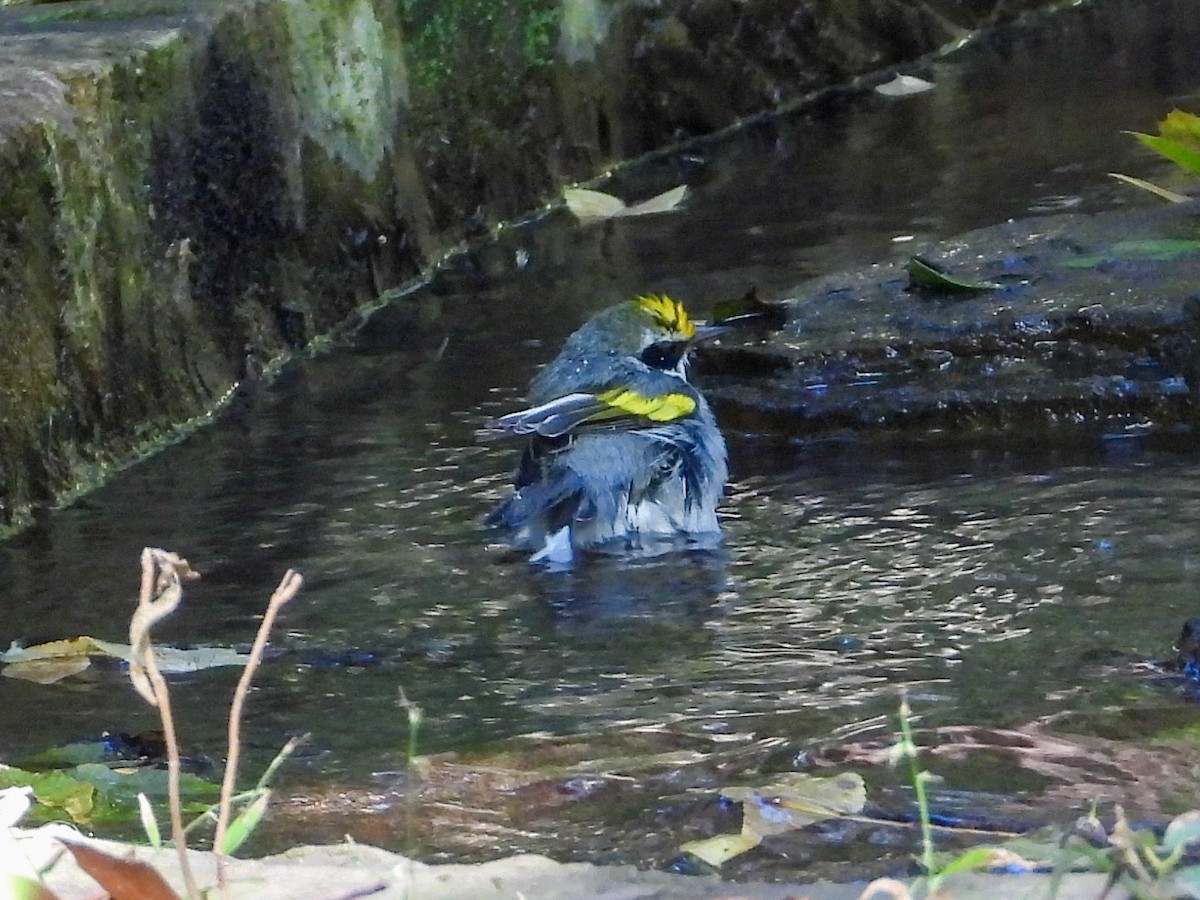 キンバネアメリカムシクイ - ML644828067