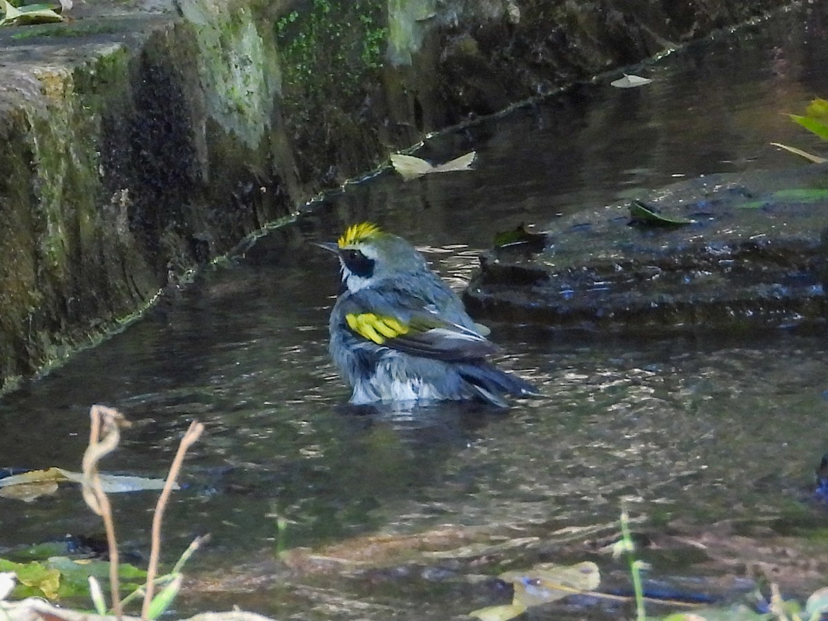 キンバネアメリカムシクイ - ML644828068