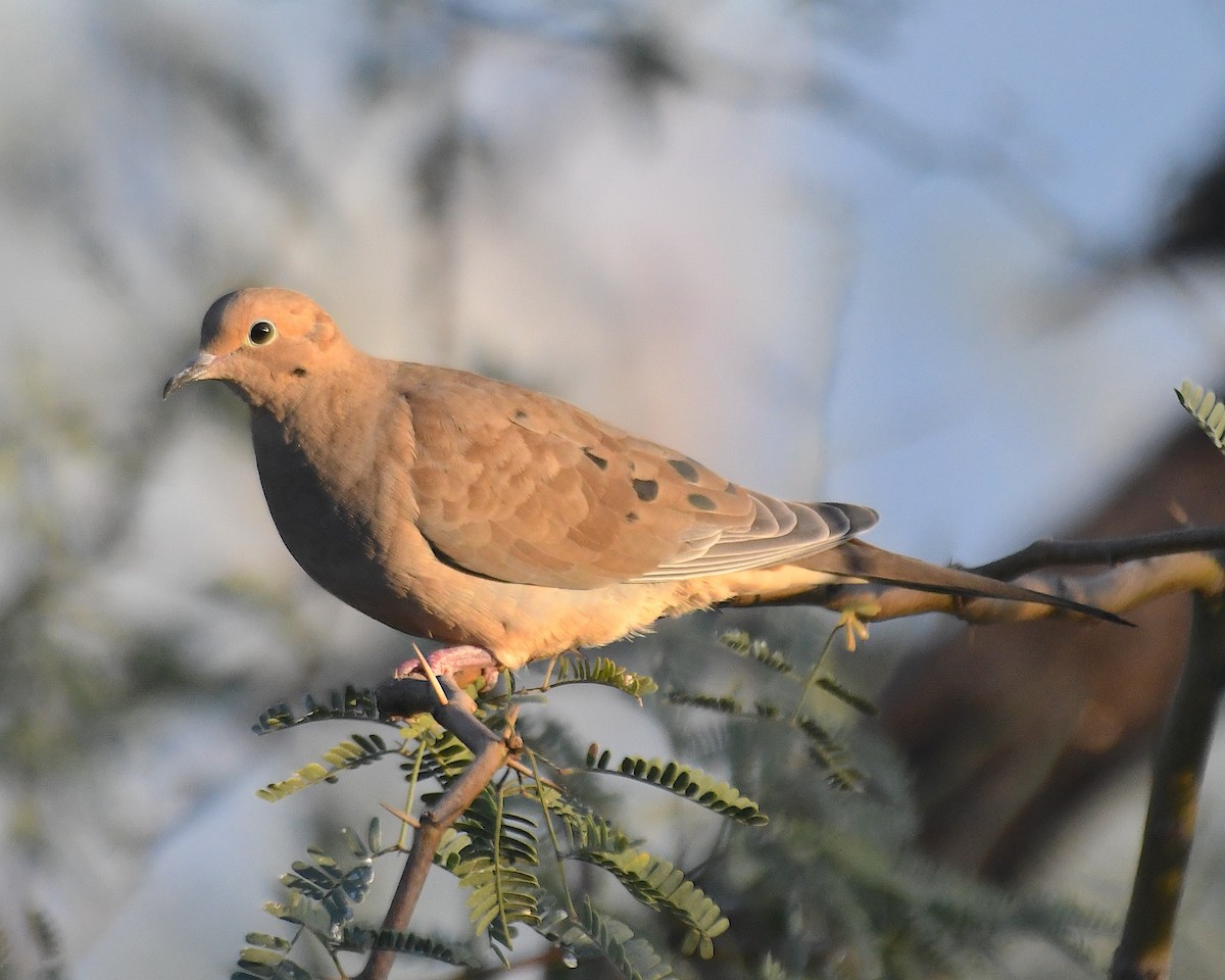 ナゲキバト - ML644828072