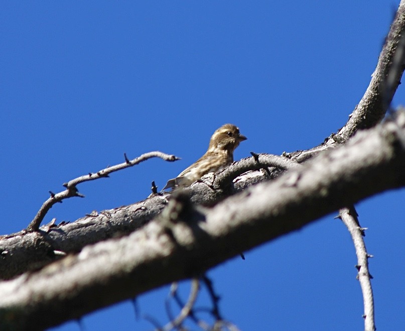 Чечевиця кармінова - ML644828075