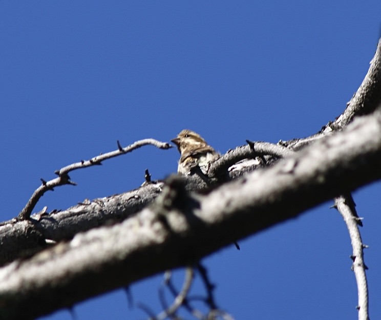 Чечевиця кармінова - ML644828076