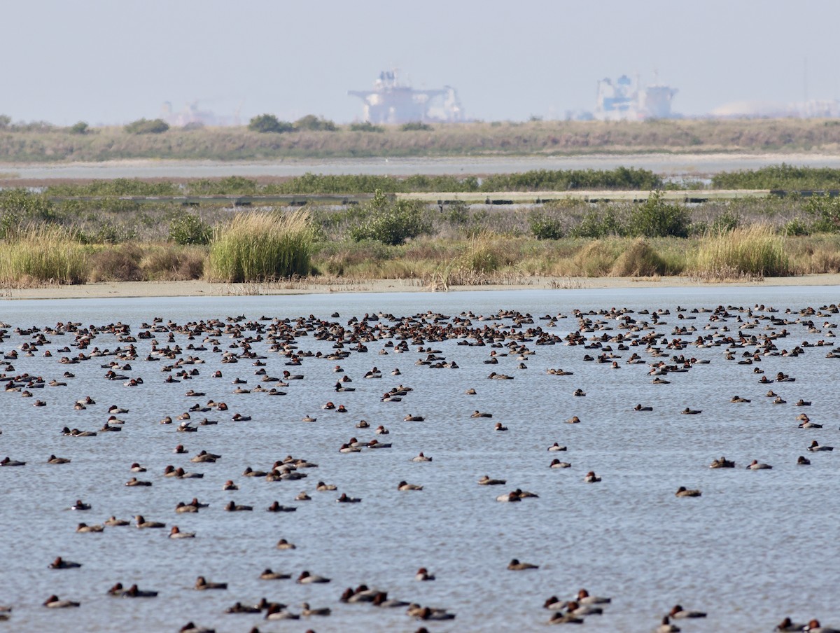 Redhead - ML644828078