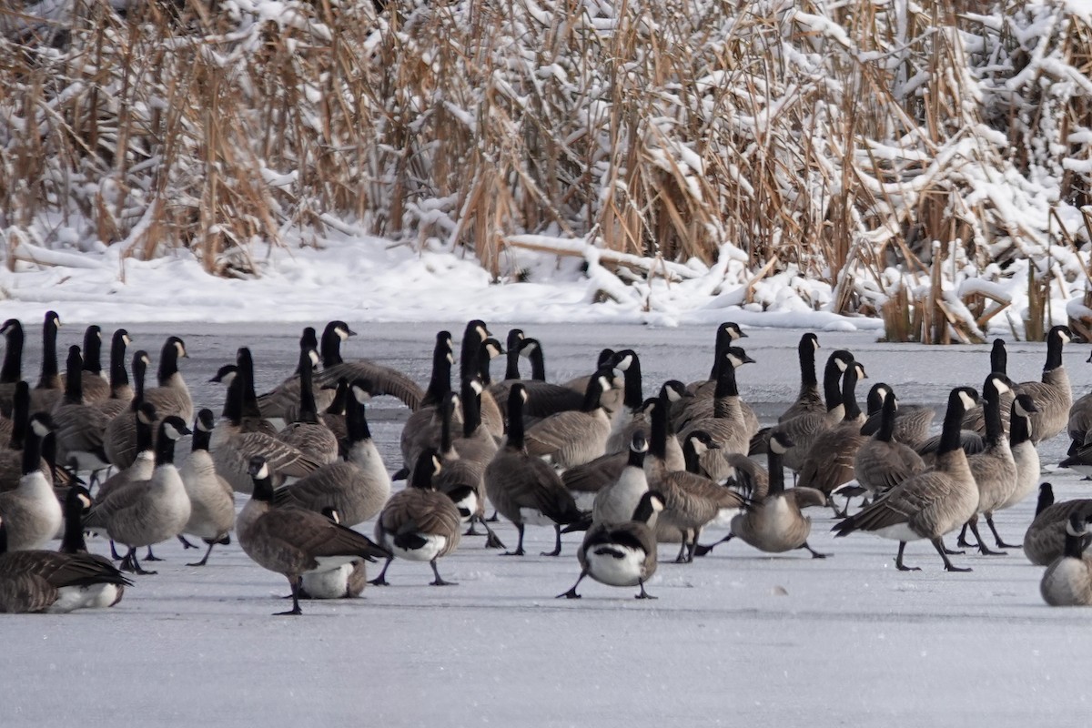 berneška malá - ML644828098