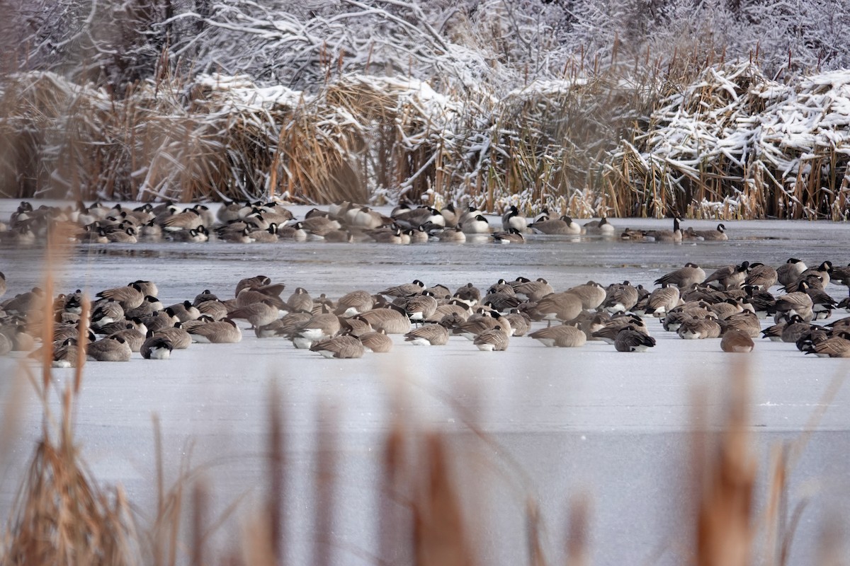 berneška malá - ML644828099