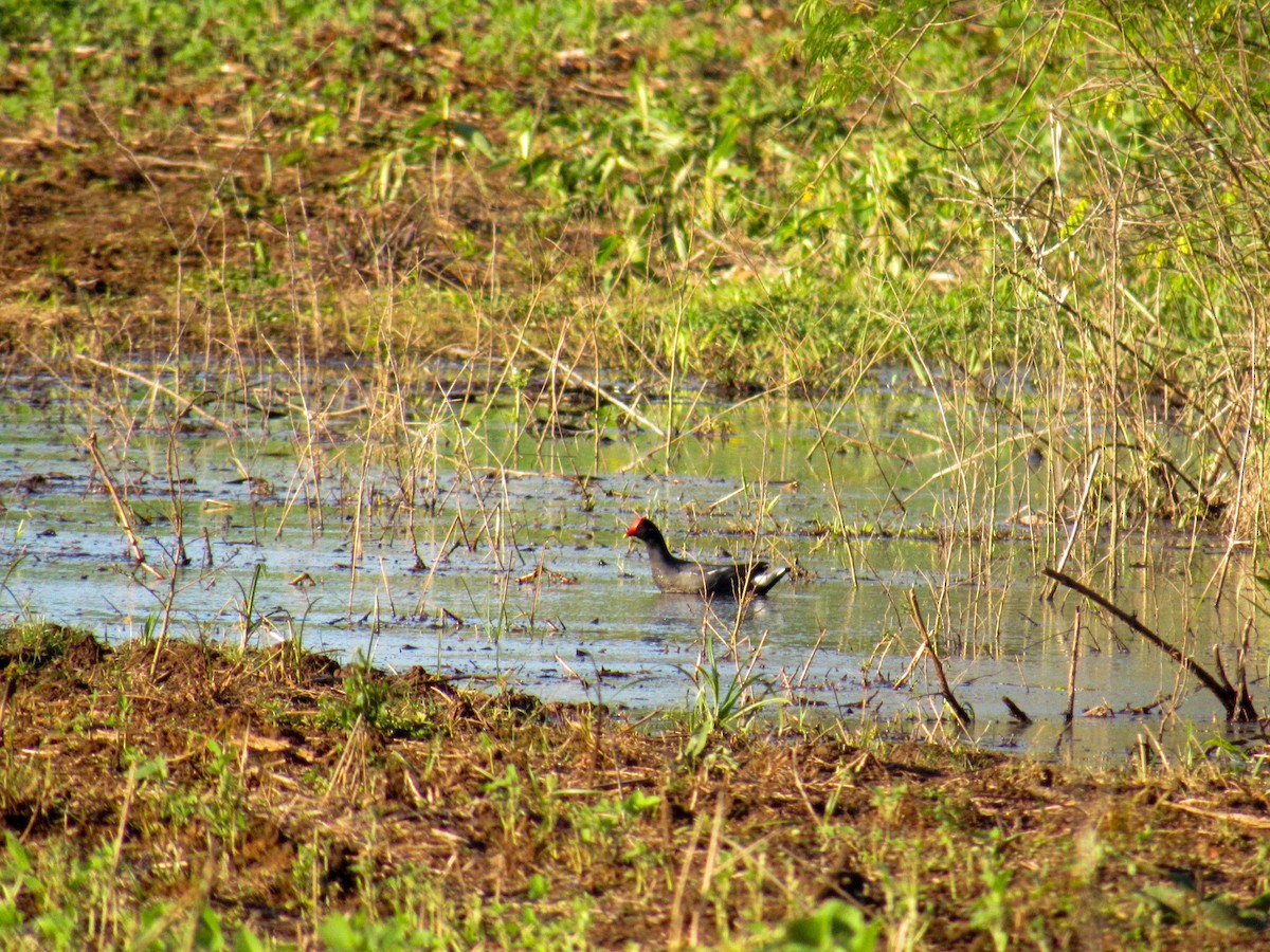 Common Gallinule - ML644828100