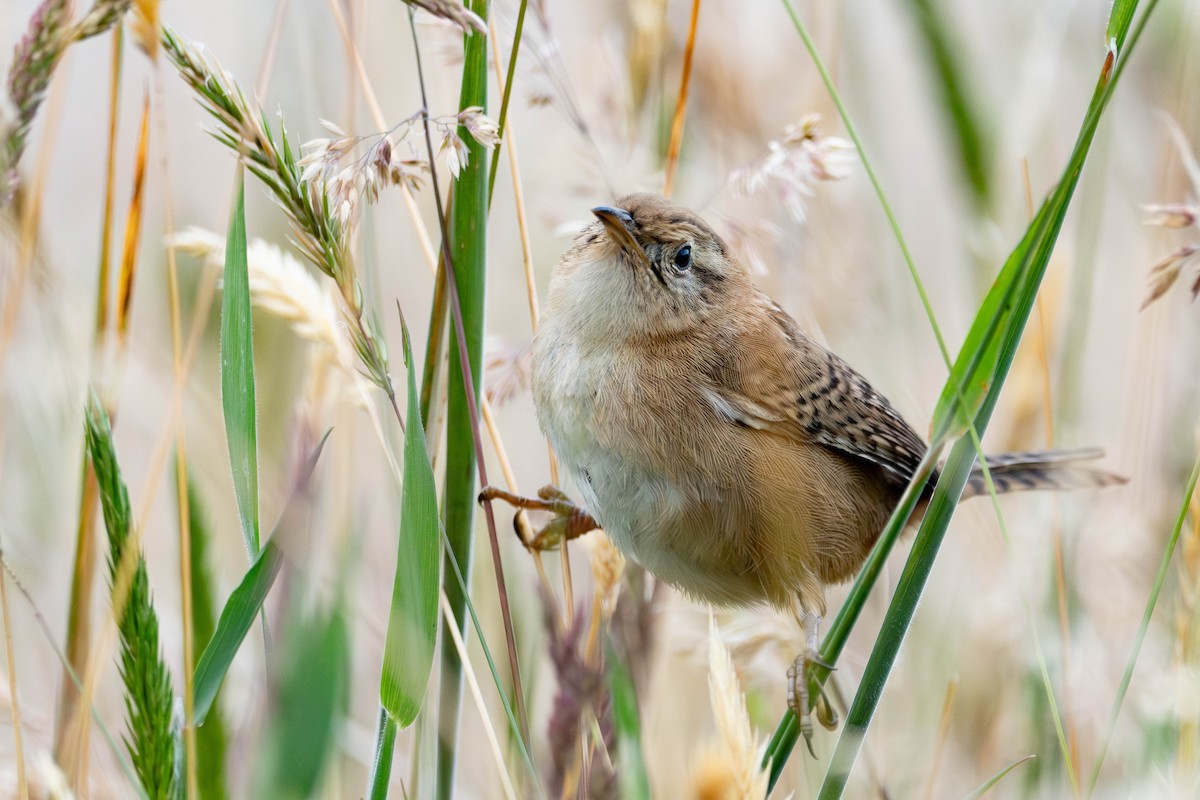 Pampazaunkönig - ML644828106