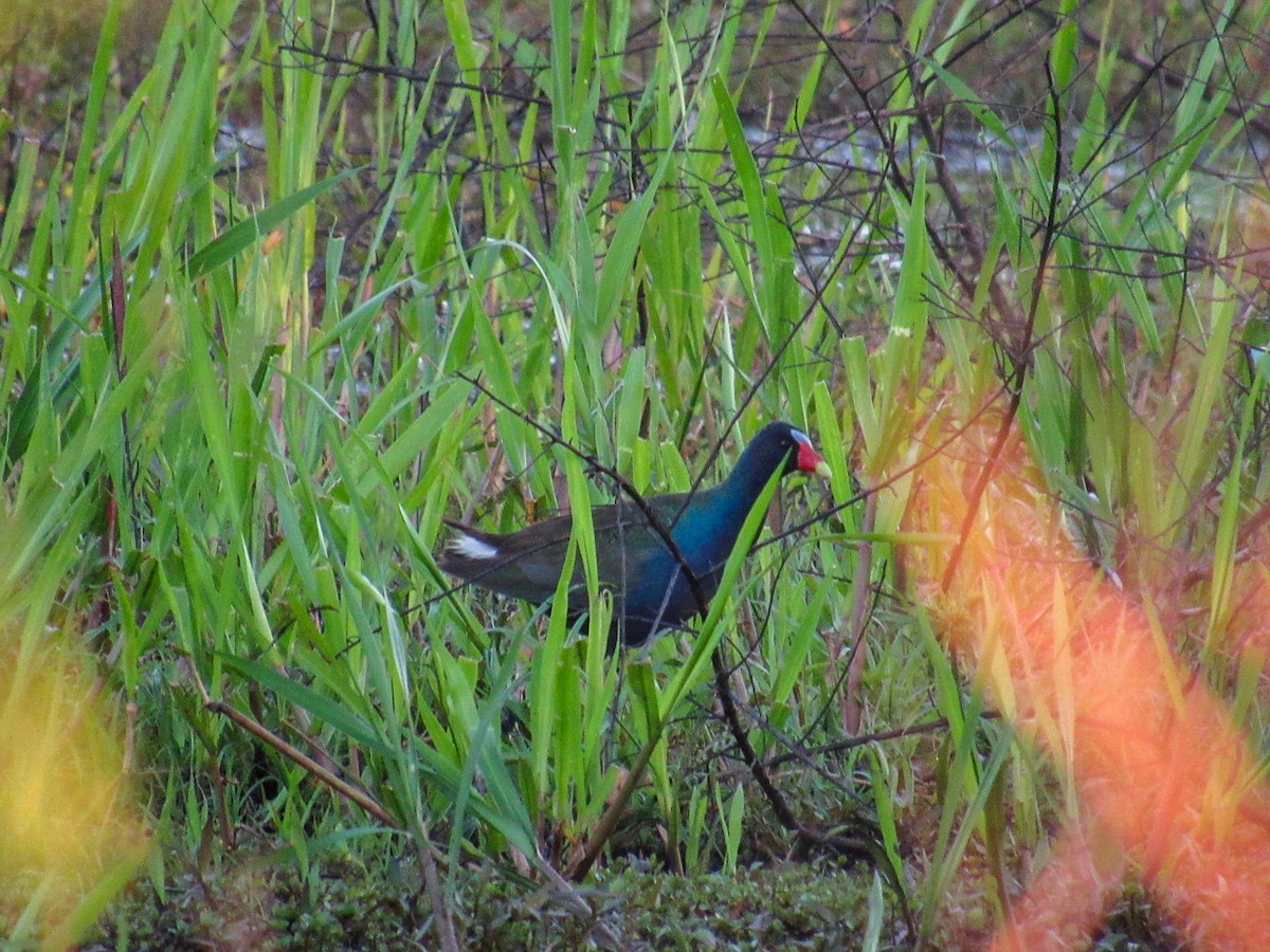 Малая султанка - ML644828108