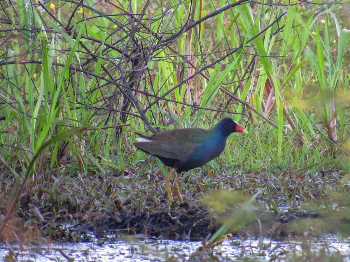 Малая султанка - ML644828109