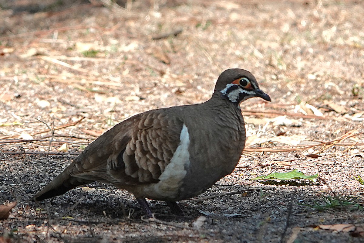 Squatter Pigeon - ML644828112