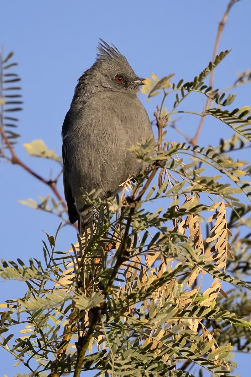 Phainopepla - ML644828113