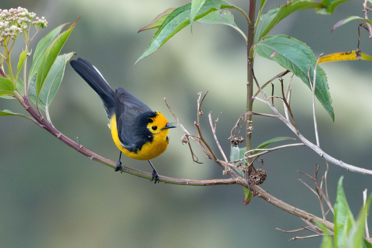 Süslü Ötleğen (chrysops) - ML644828116