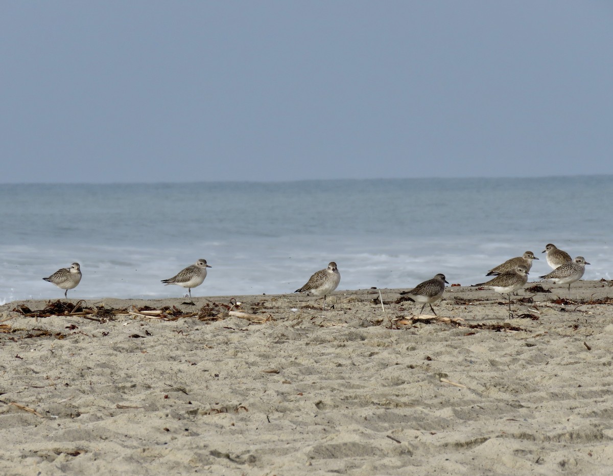 ダイゼン - ML644828126