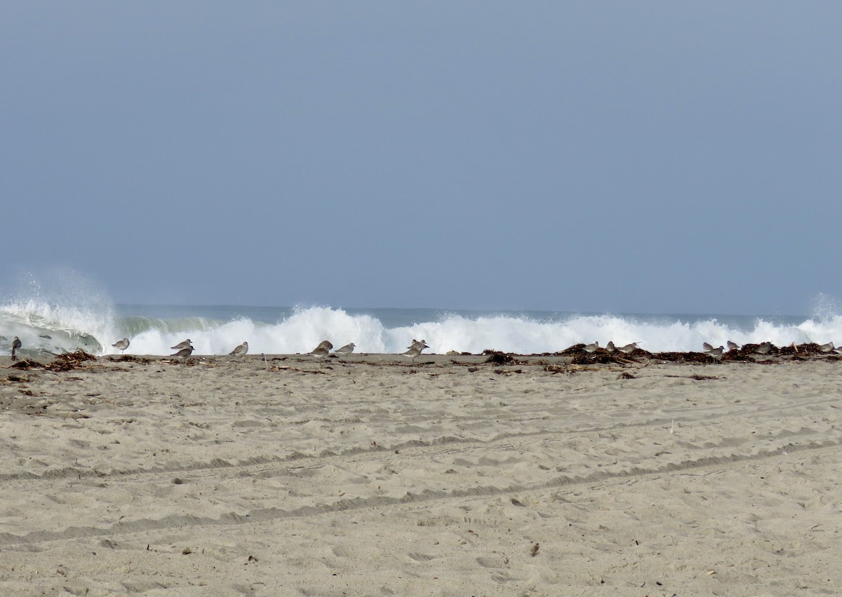 ダイゼン - ML644828127