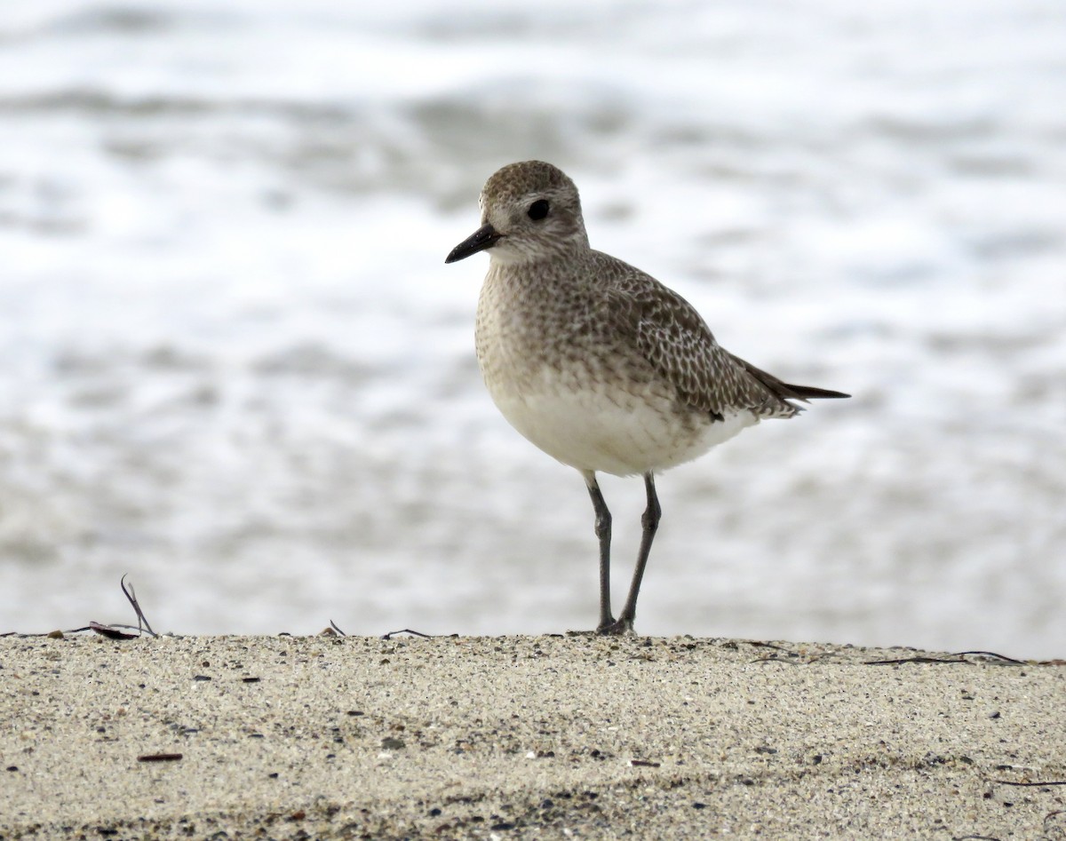 ダイゼン - ML644828128