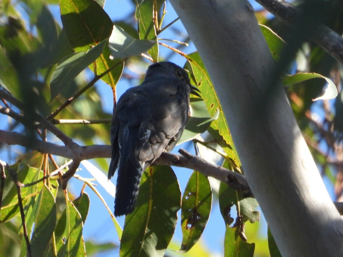 Fan-tailed Cuckoo - ML644828135