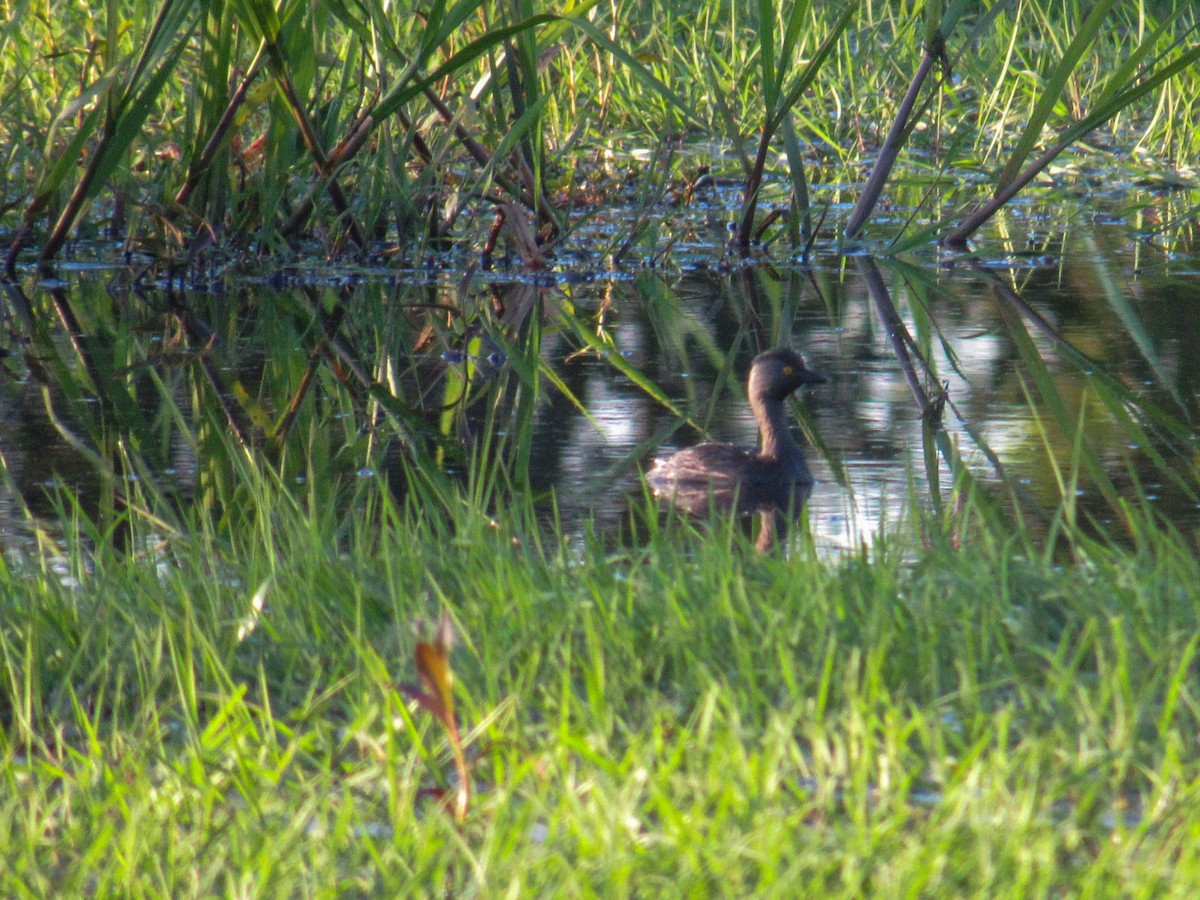 Amerika Küçük Batağanı - ML644828141