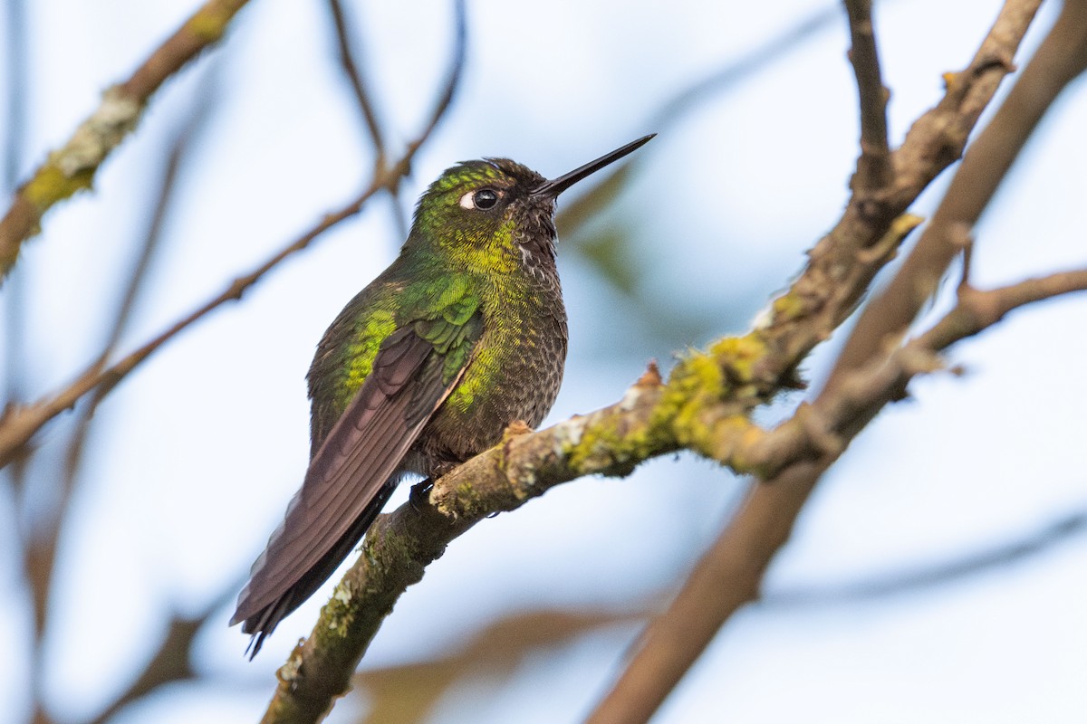 Колібрі-німфа турмаліновий - ML644828165