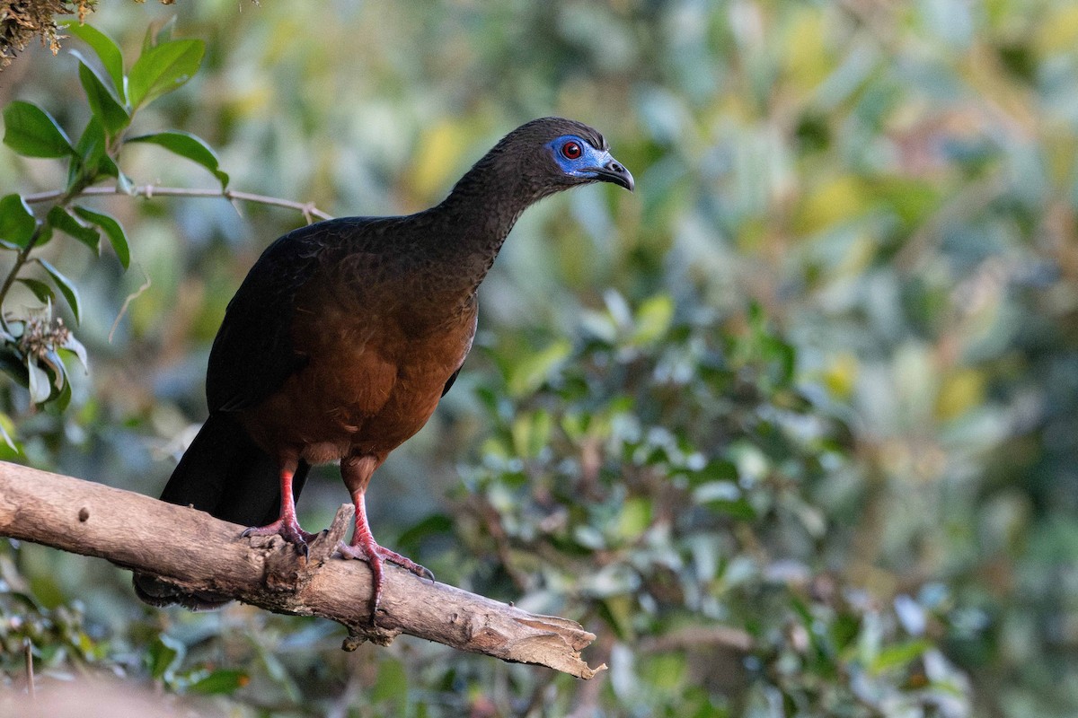Sickle-winged Guan - ML644828169