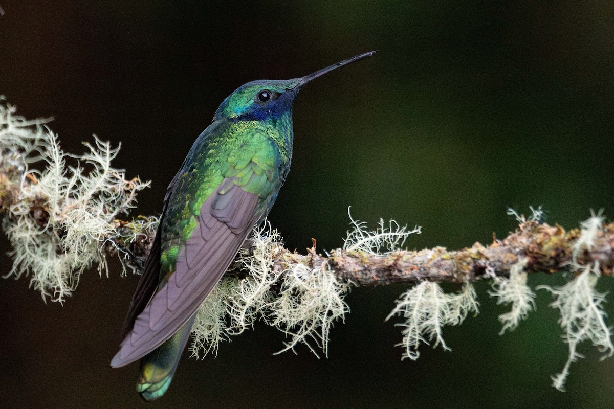 Колібрі синьочеревий - ML644828175