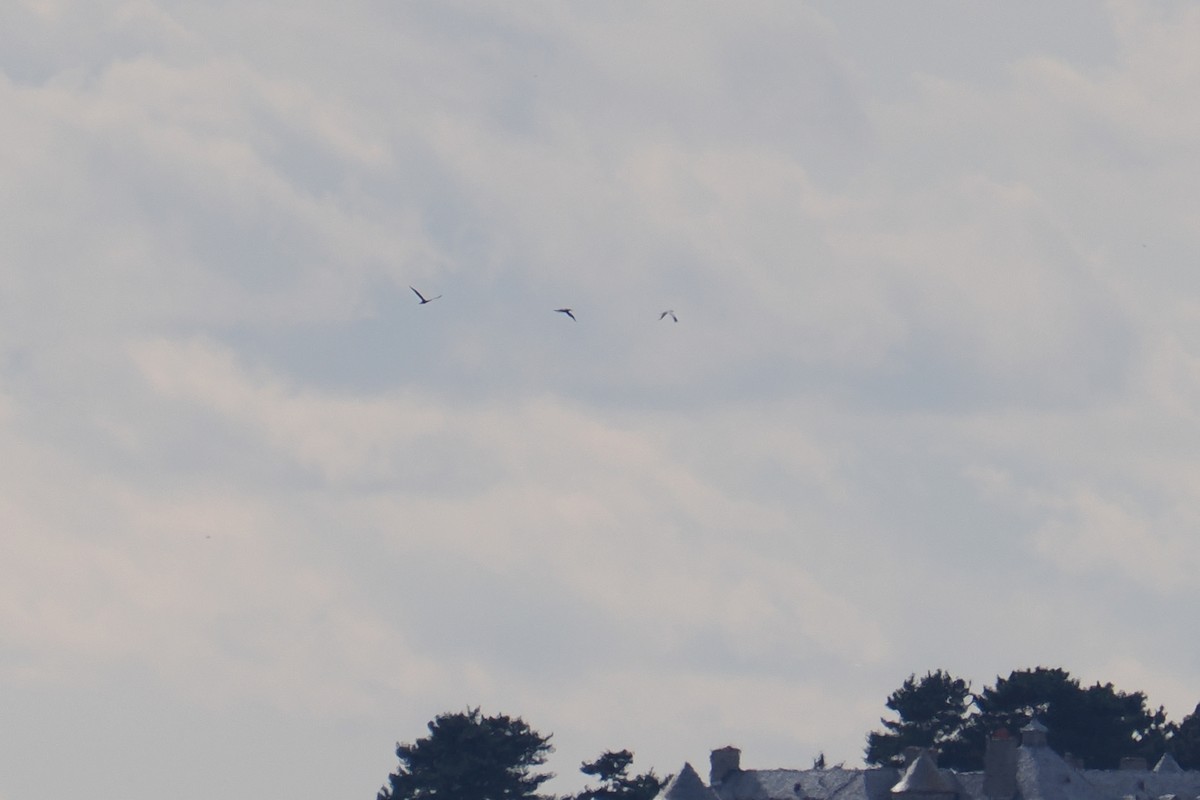 Northern Gannet - ML644828250