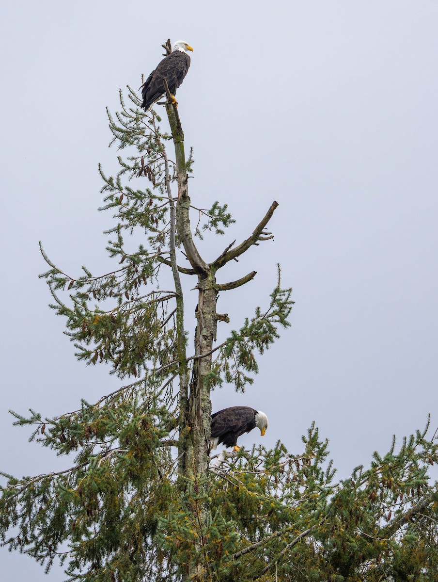 ハクトウワシ - ML644828253