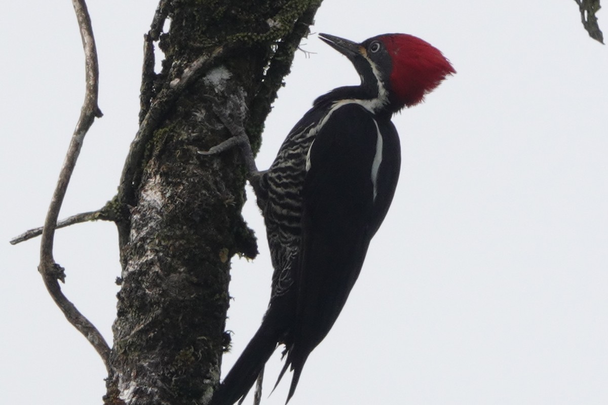 Pic ouentou - ML644828279