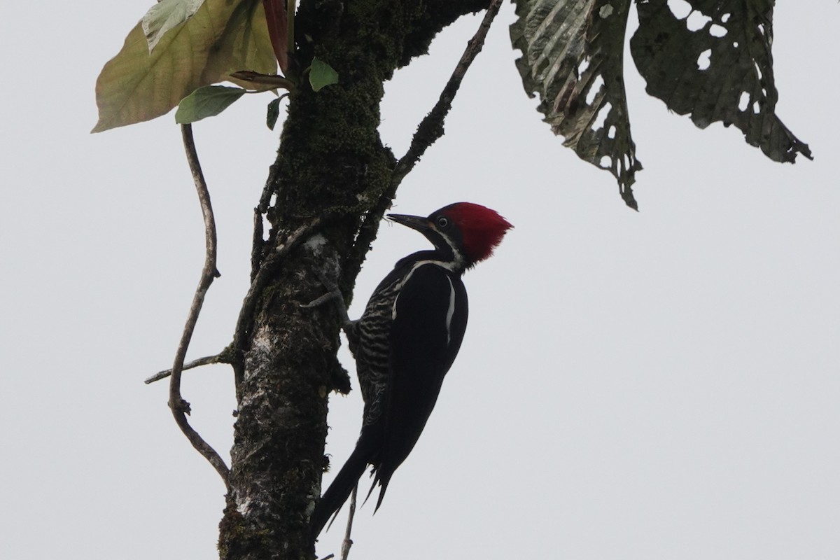 Pic ouentou - ML644828280