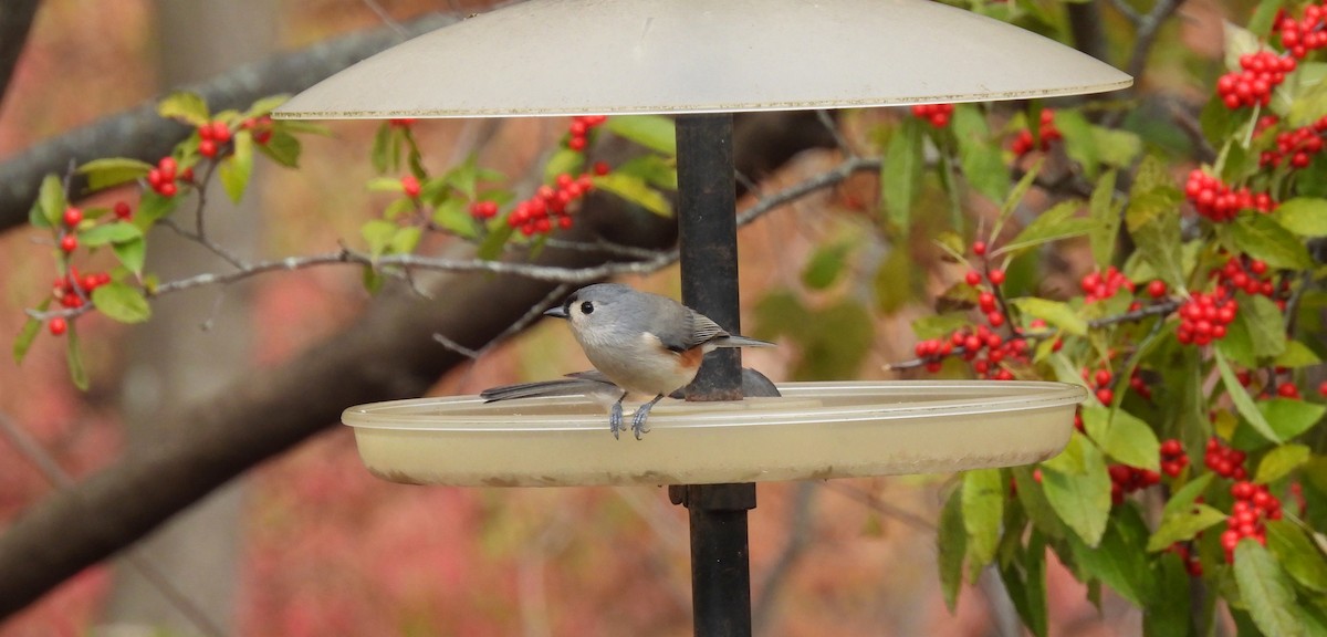 Американская гренадерка - ML644828300