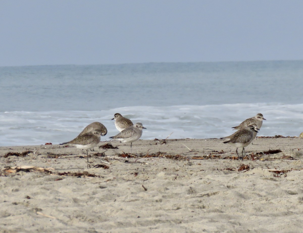 ダイゼン - ML644828308