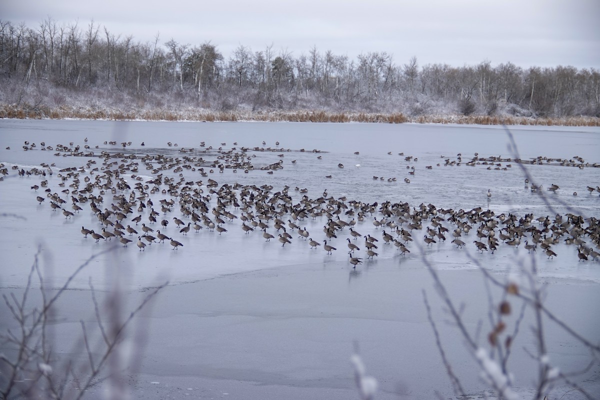 berneška malá - ML644828321