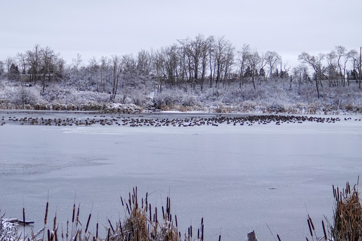 berneška malá - ML644828322