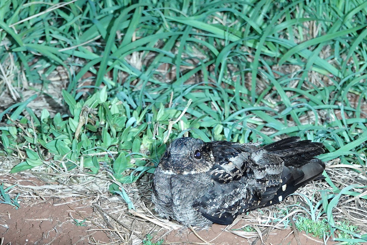 Chotacabras Bigotudo - ML644828323