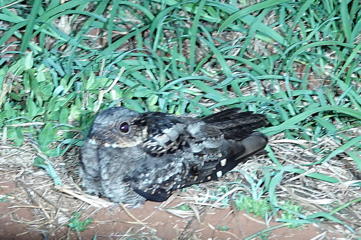 Chotacabras Bigotudo - ML644828325