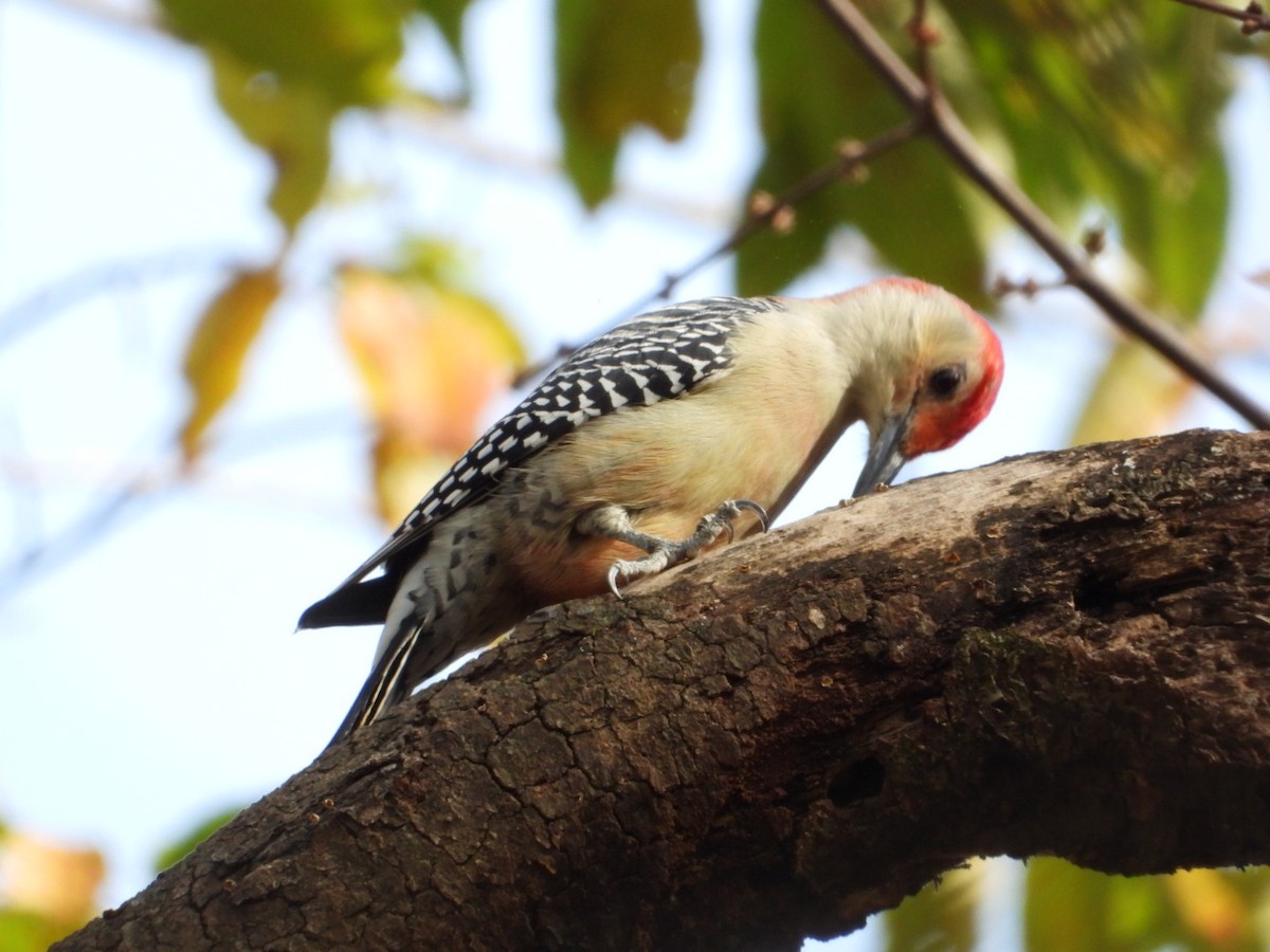 Carolinaspecht - ML644828336