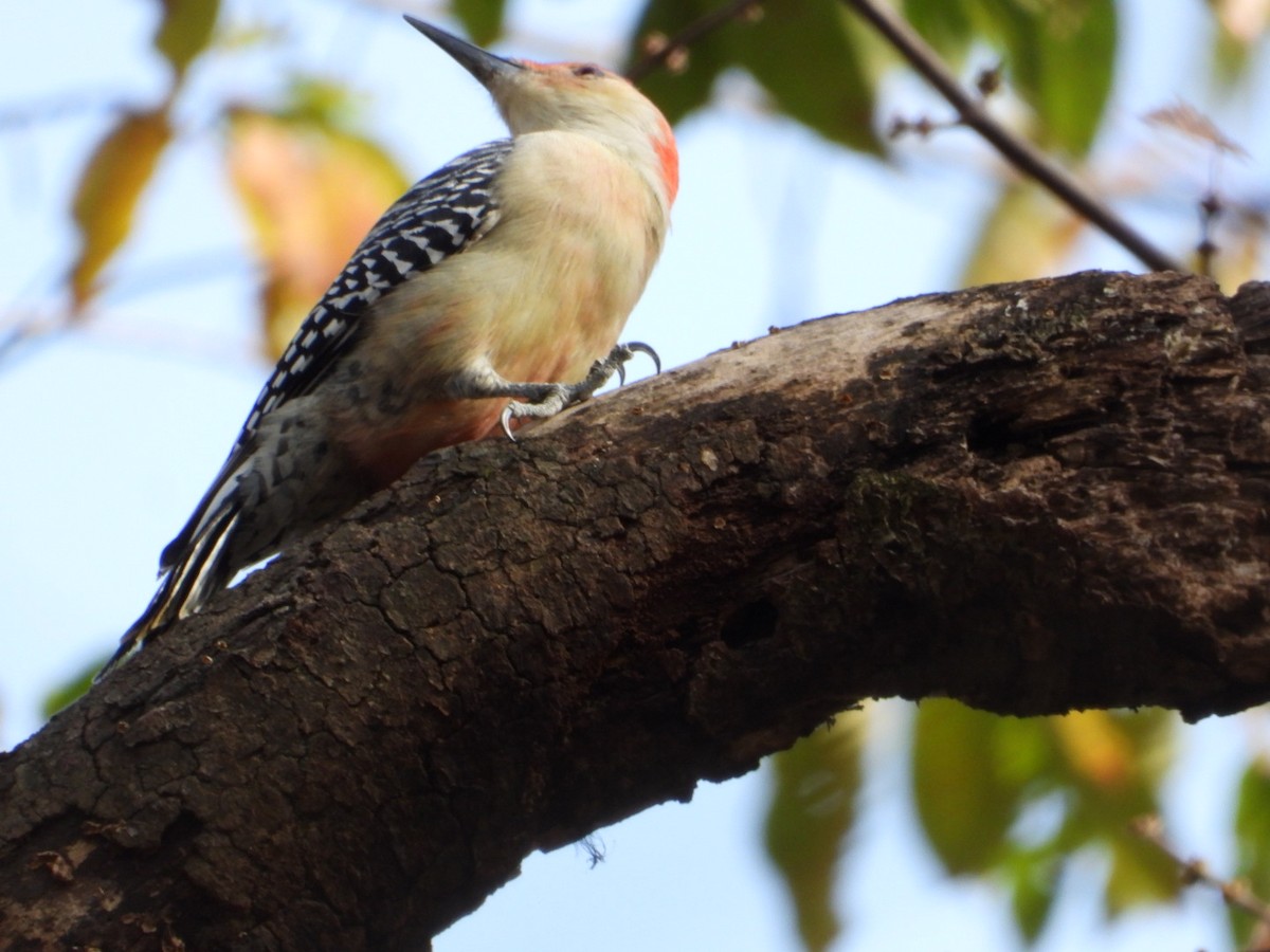 Carolinaspecht - ML644828337