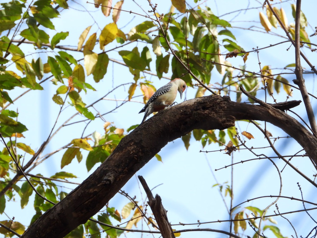 Carolinaspecht - ML644828338