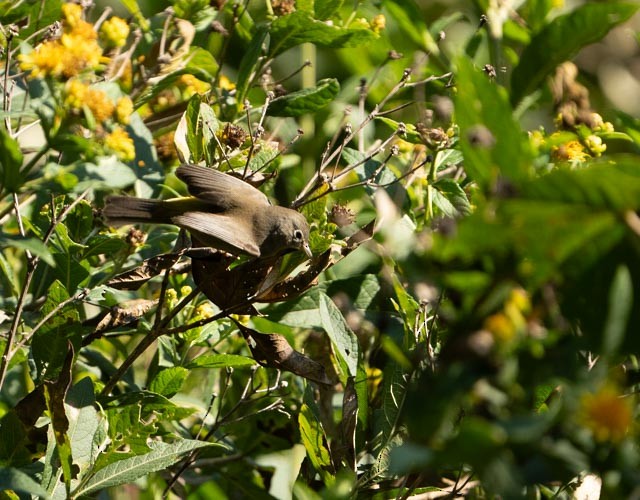 Colima Warbler - ML644828345