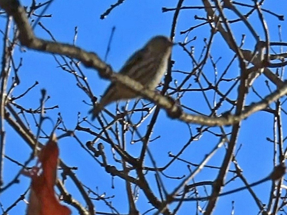 マツノキヒワ - ML644828358