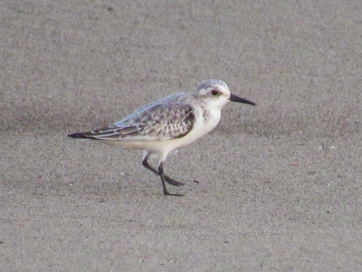 Sanderling - ML644828361