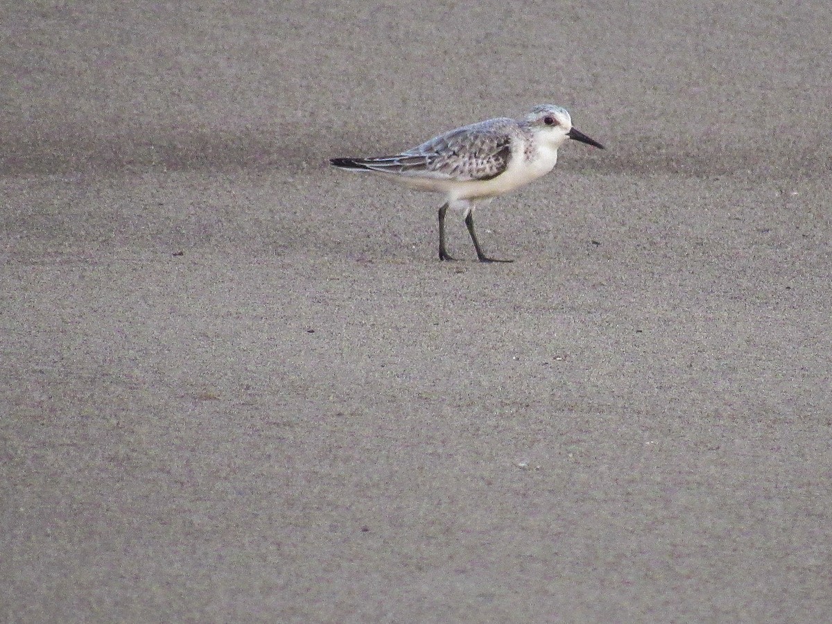 Sanderling - ML644828362