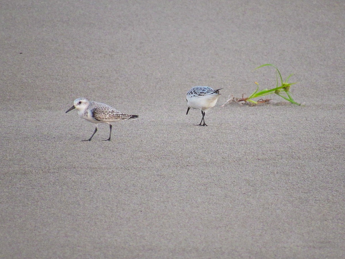 Sanderling - ML644828363