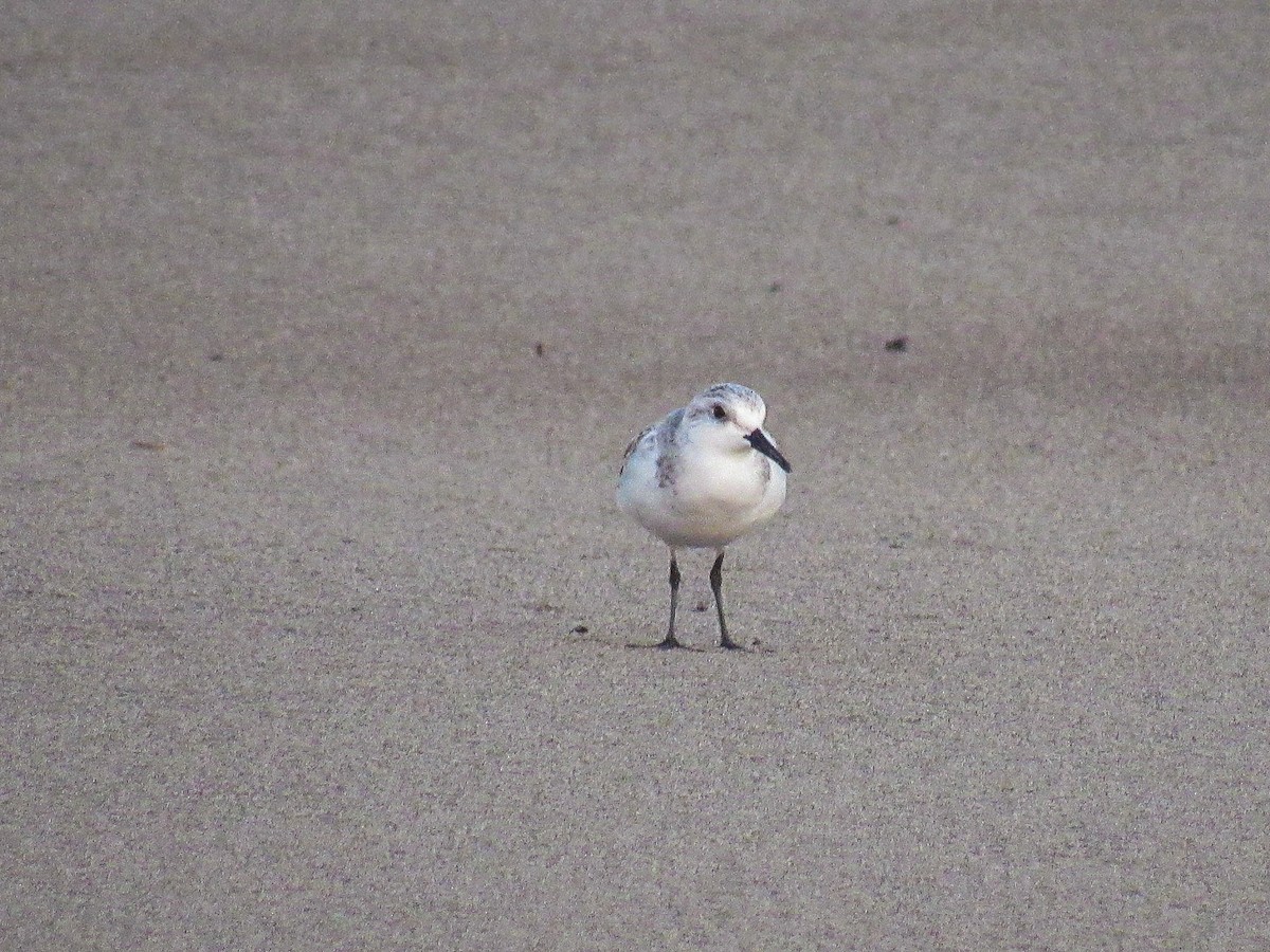 Sanderling - ML644828364