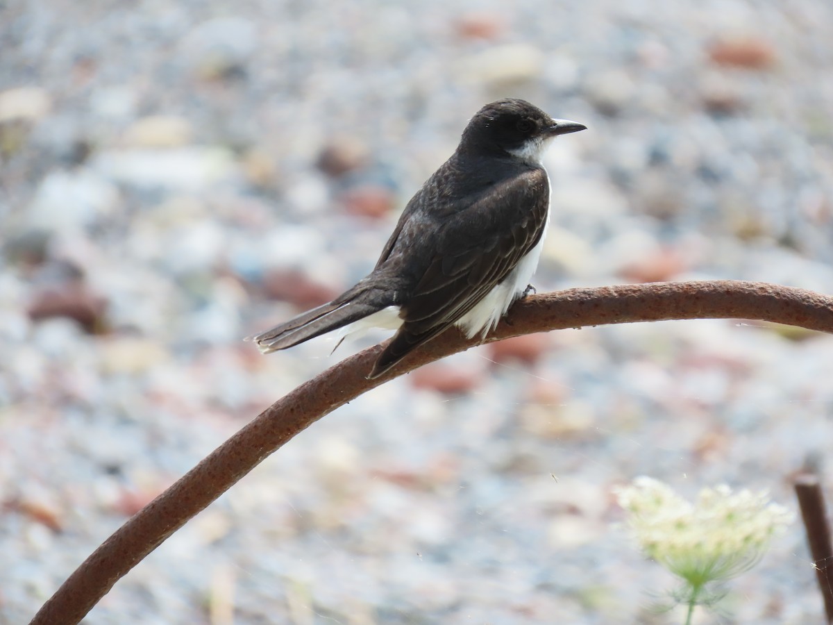 オウサマタイランチョウ - ML644828390