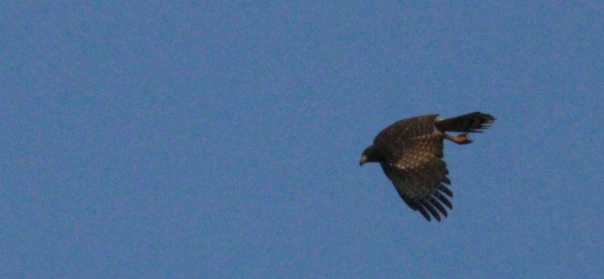 káně krahujová - ML644828437