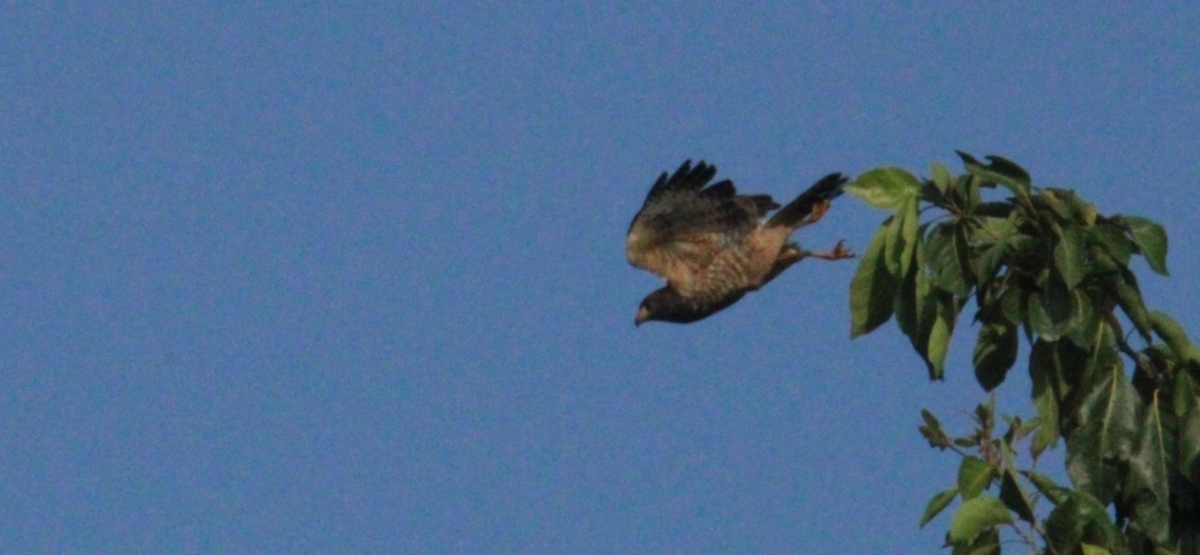 káně krahujová - ML644828438