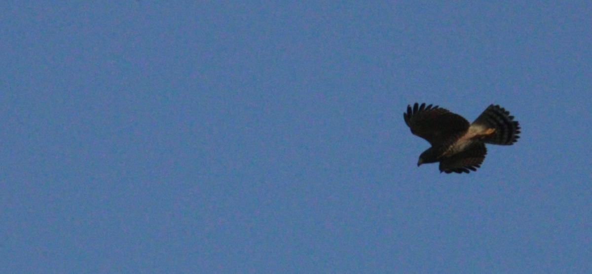 káně krahujová - ML644828439