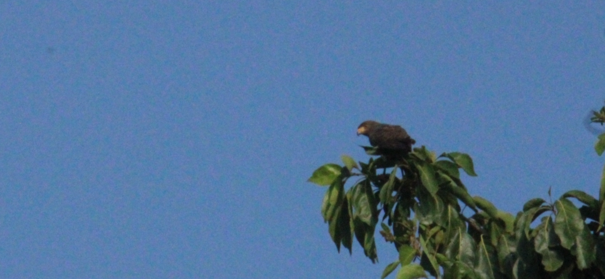 káně krahujová - ML644828440