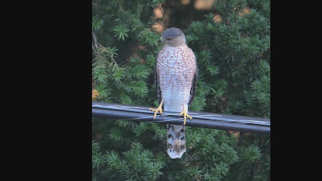 Cooper's Hawk - ML644828441