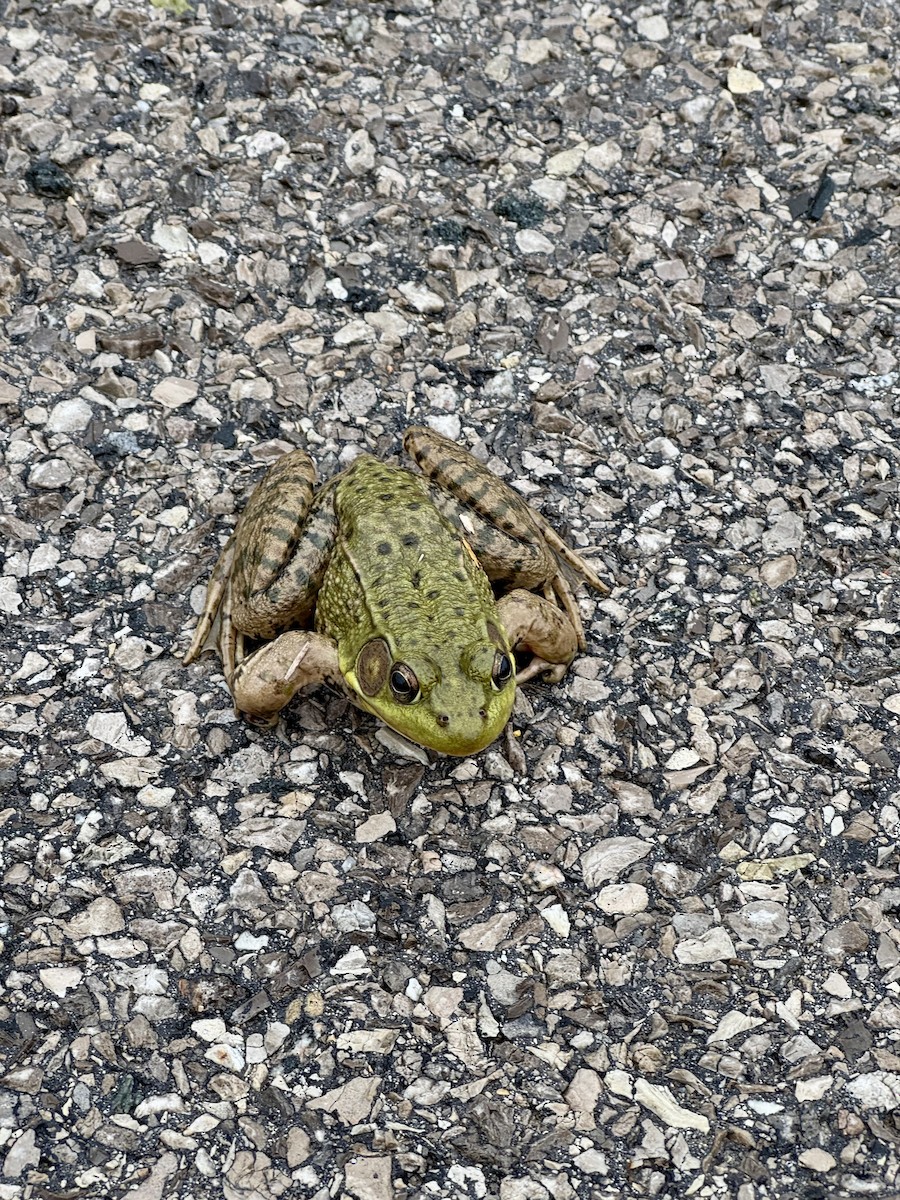 Green Frog - ML644828442