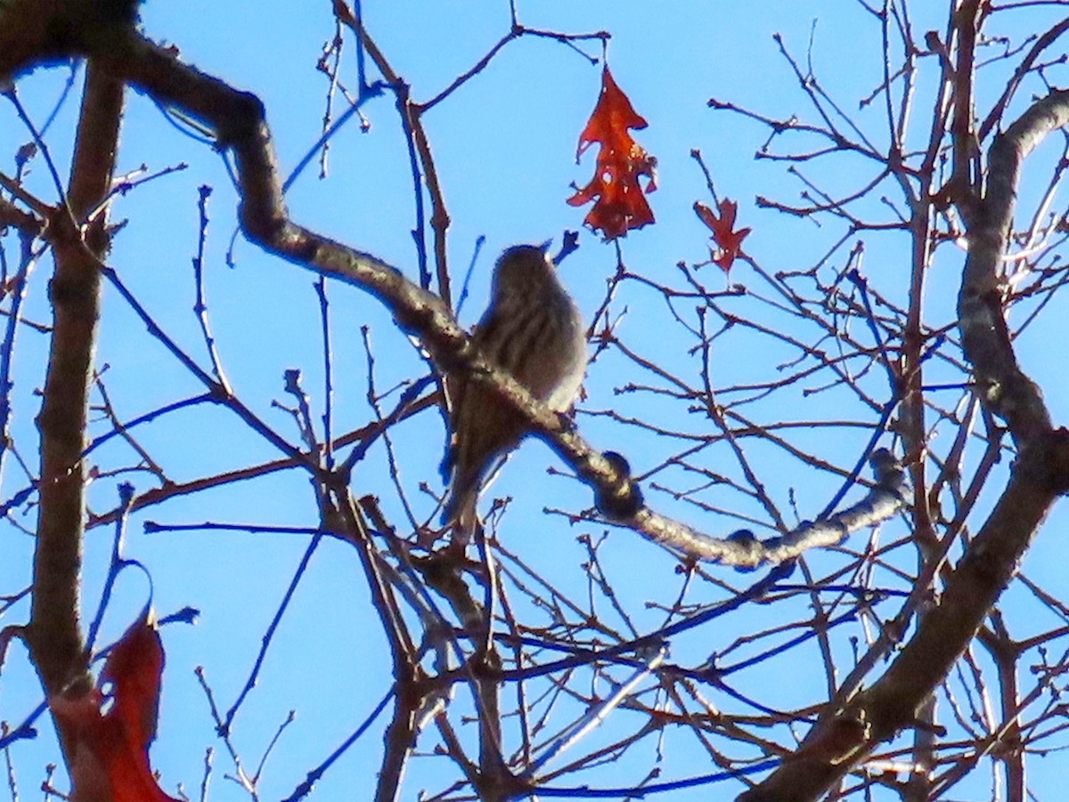 マツノキヒワ - ML644828455